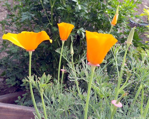 volunteer poppies near the herb garden