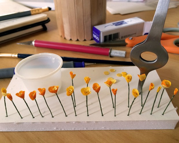miniature California poppies 