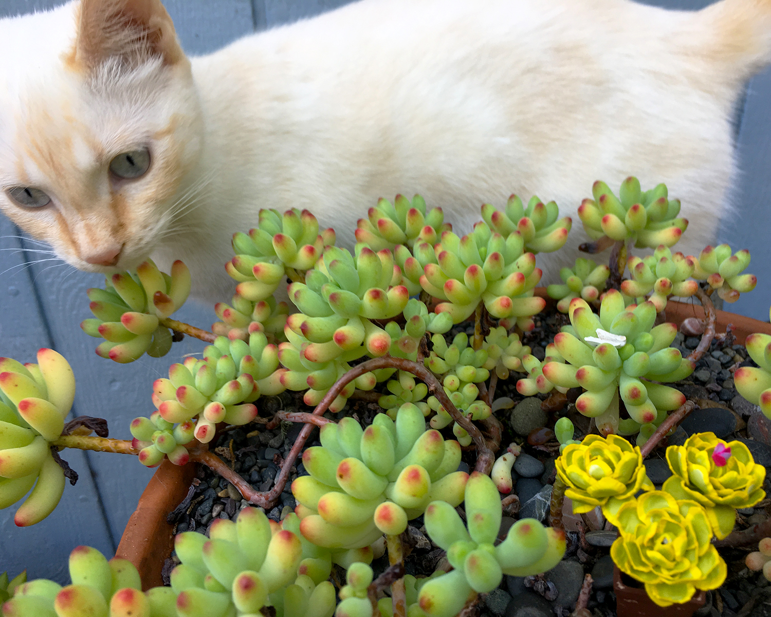 scarlett_sv02_112716