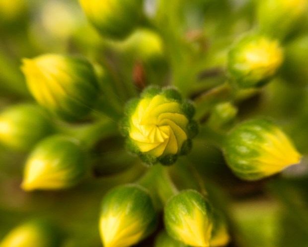echeveria_flower_closeup