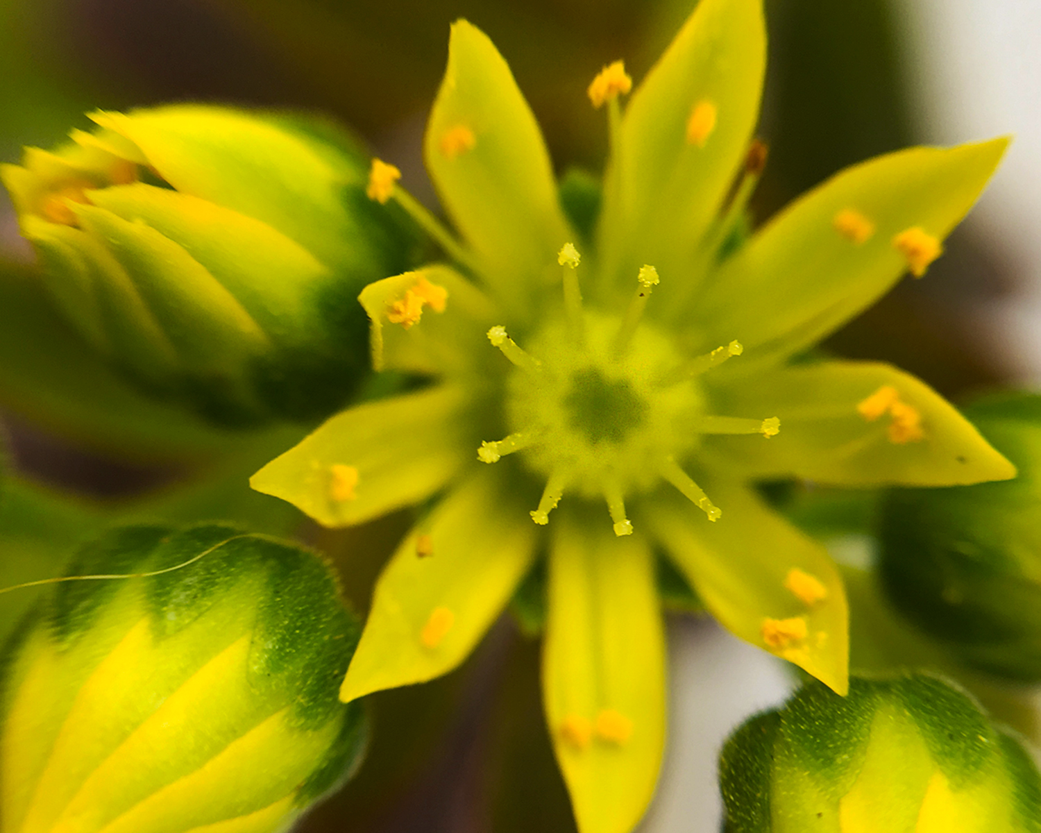 tiny_succulent_flowers