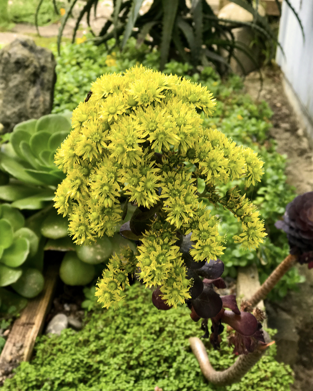 tiny_succulent_flowers2