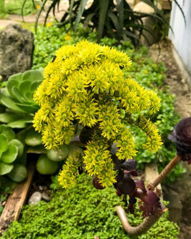 tiny_succulent_flowers2