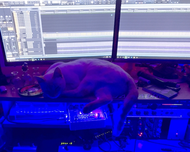 studio_cat