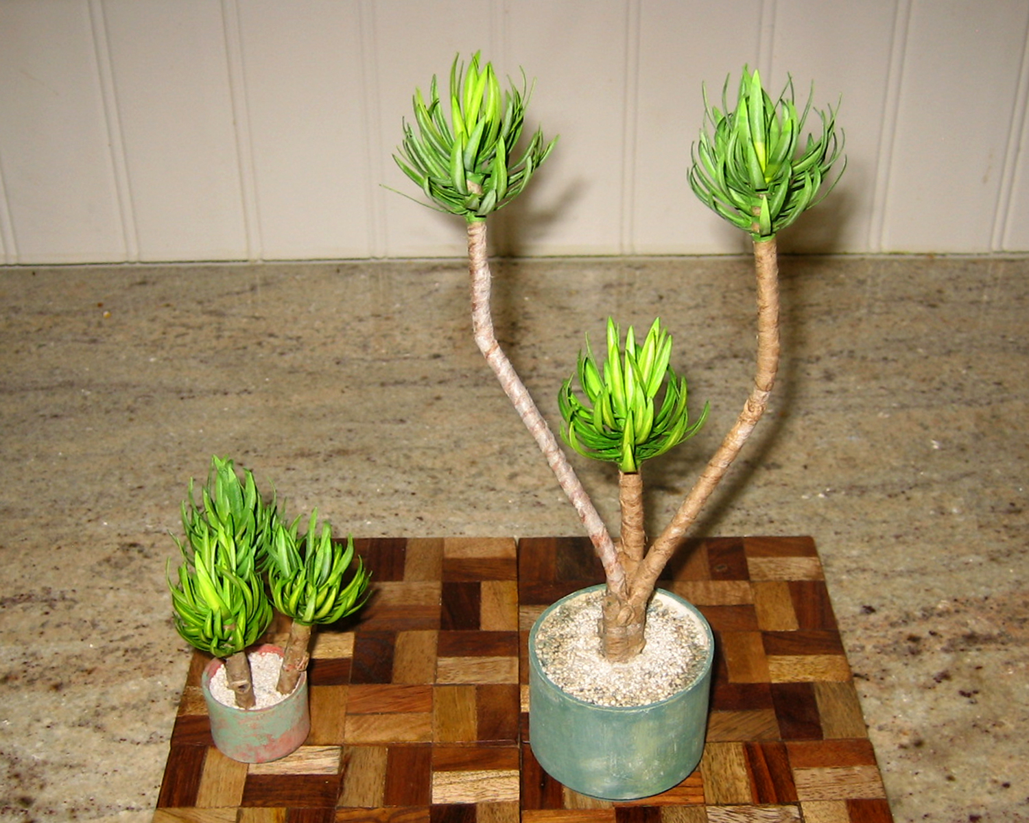 yucca_02_nancy_bristow