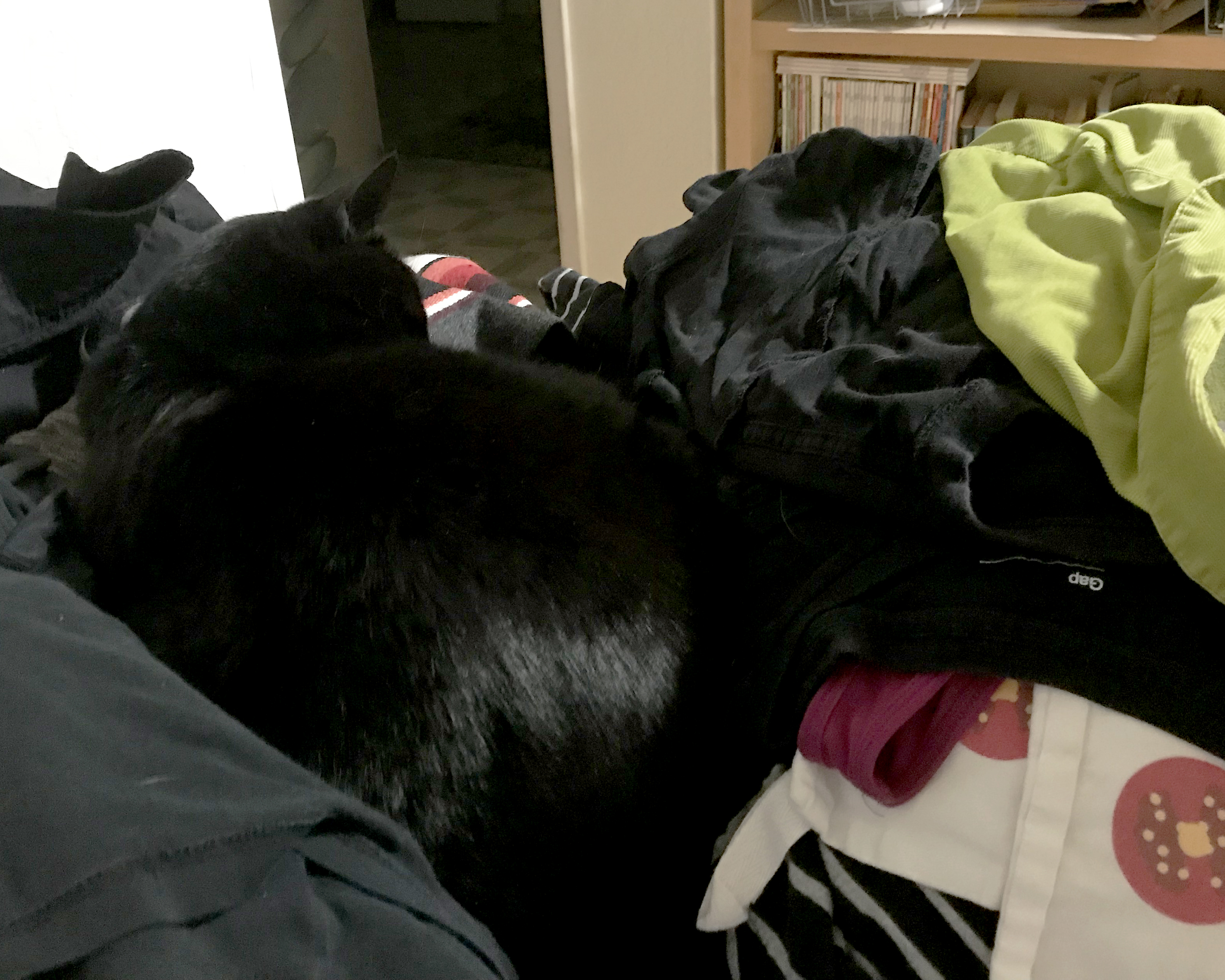 Albie_laundry_123017