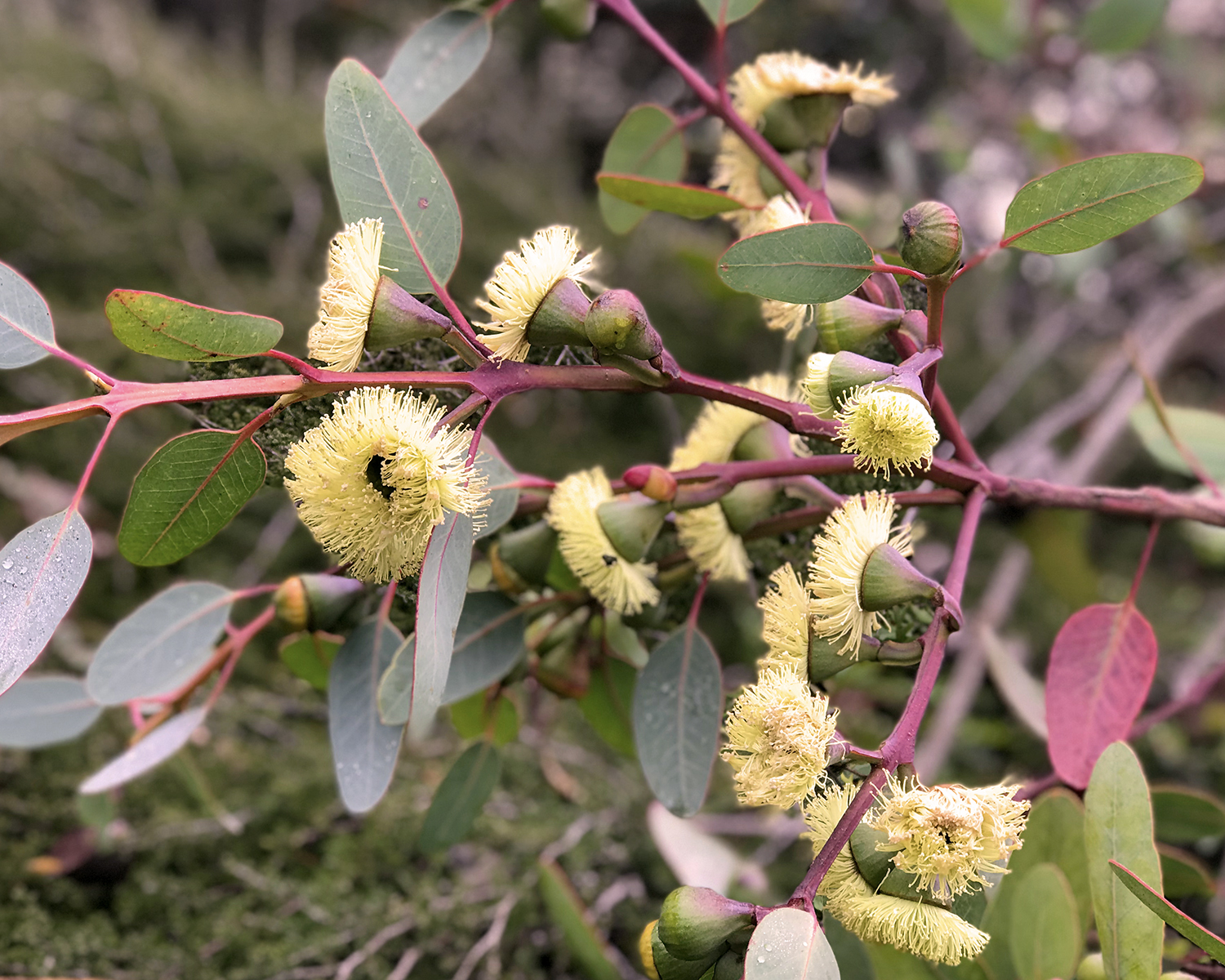 eucalyptus_blooming