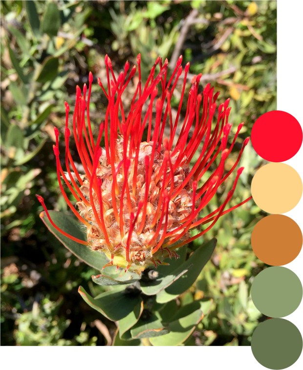 spiky_red_palette