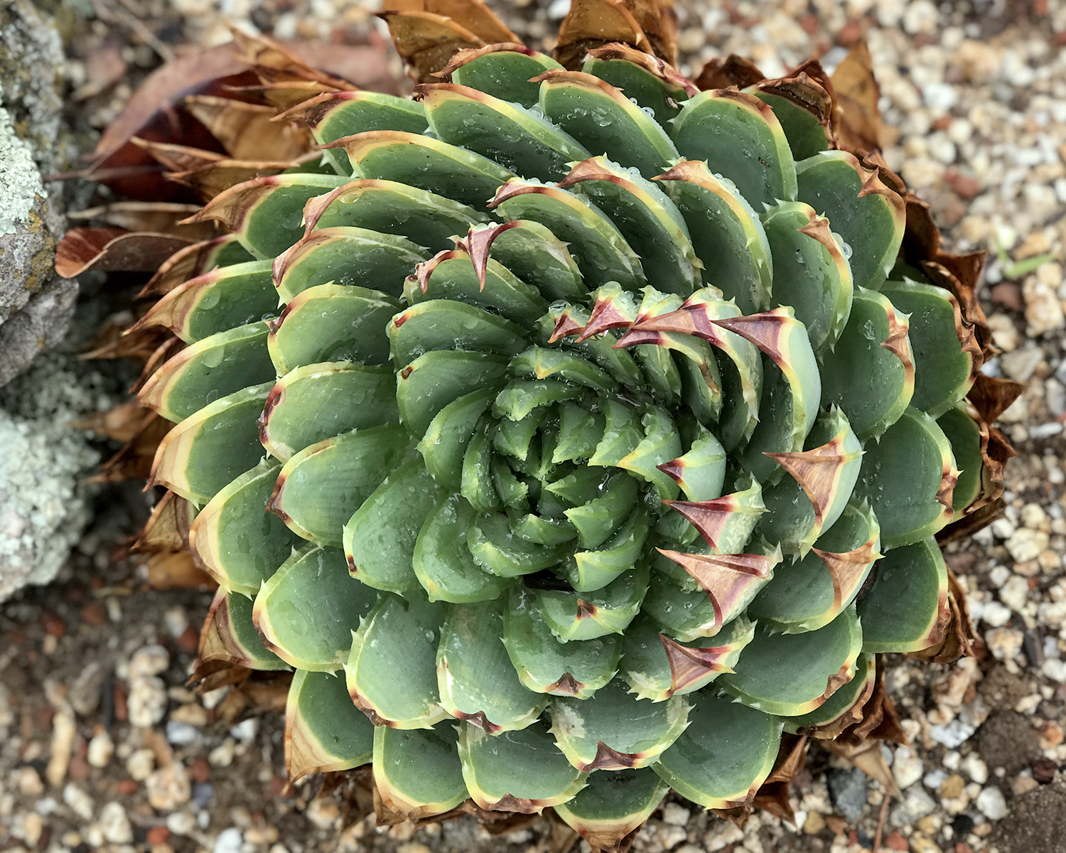 succulent_color_spiral