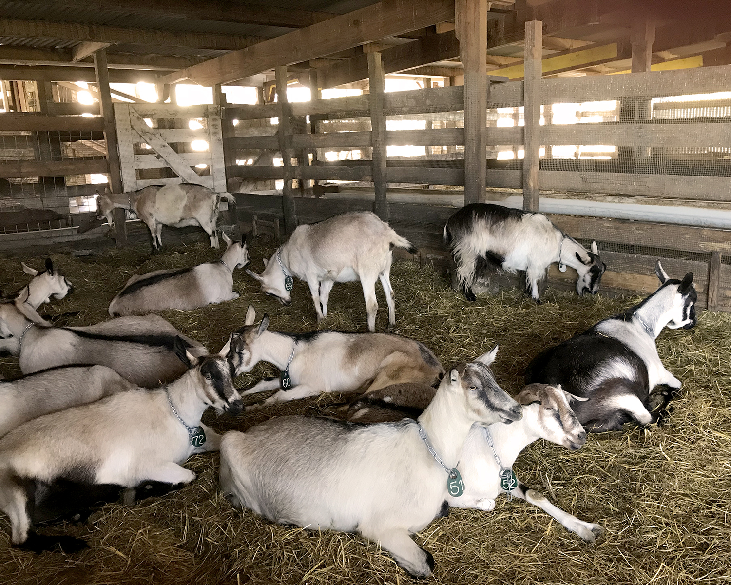 mama_goats_030718
