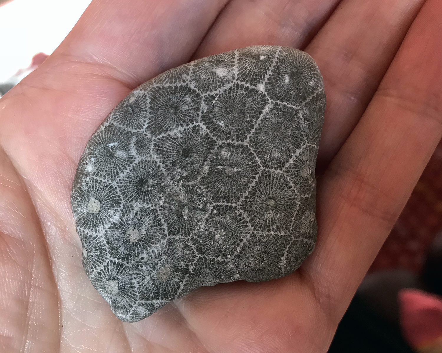 petroskey_stone_032418