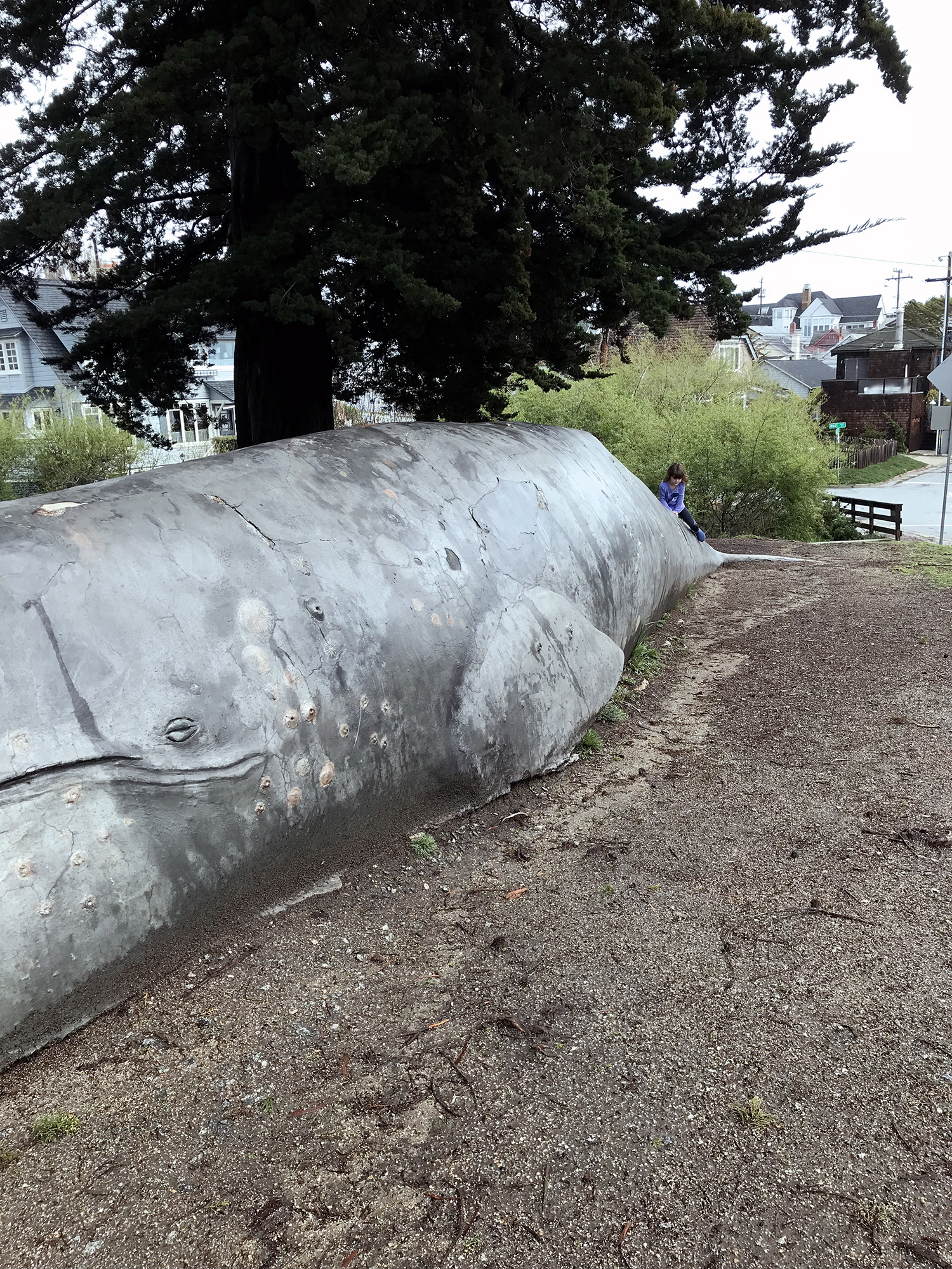 whale_museum_032218-2