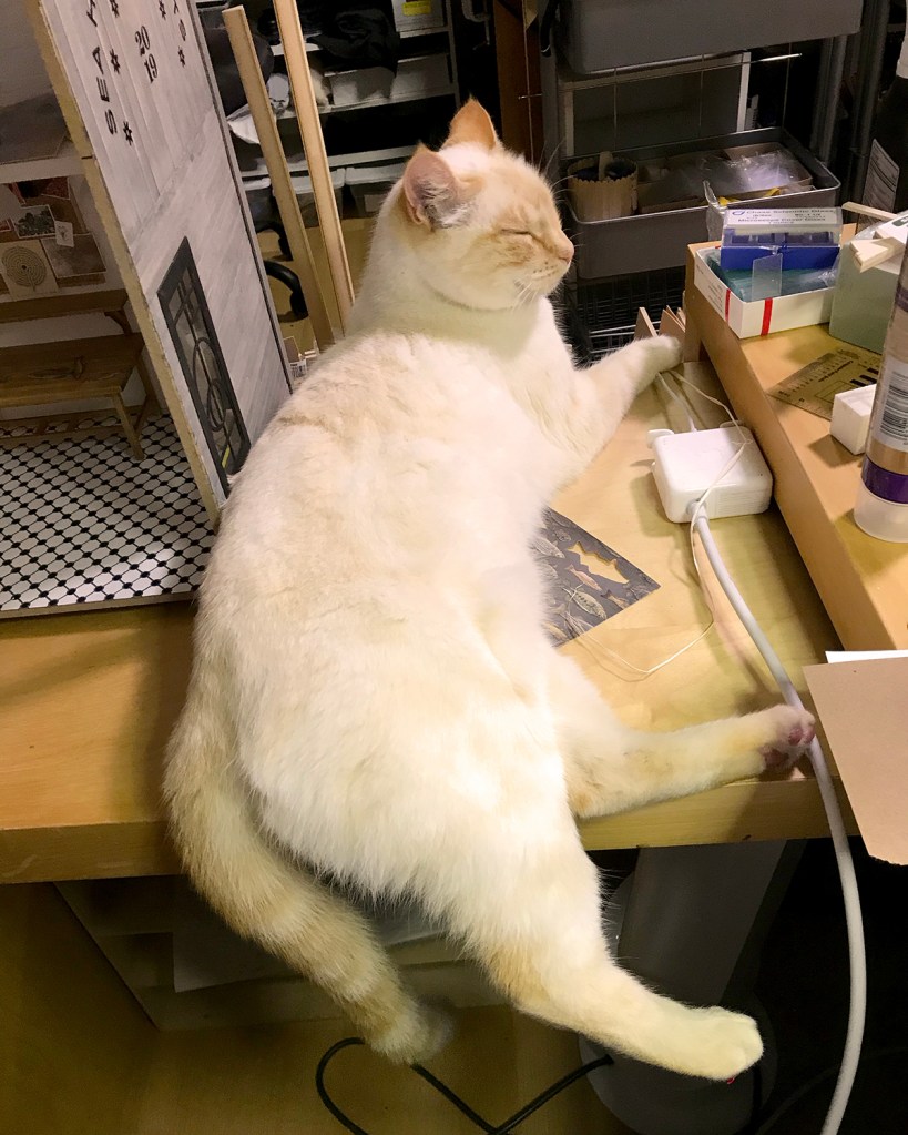 Scarlett is a helper cat
